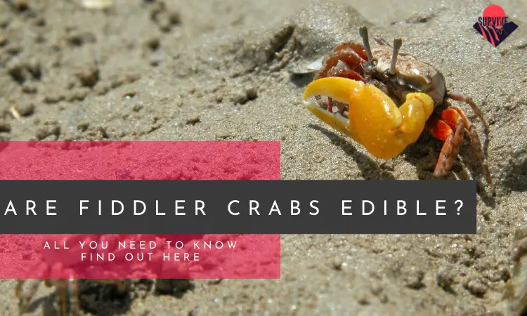 Are Fiddler Crabs Edible