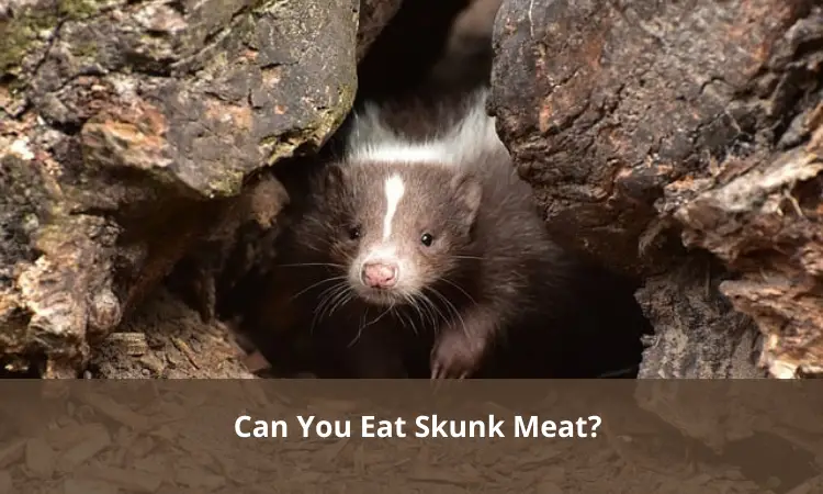 Can You Eat Skunk Meat?