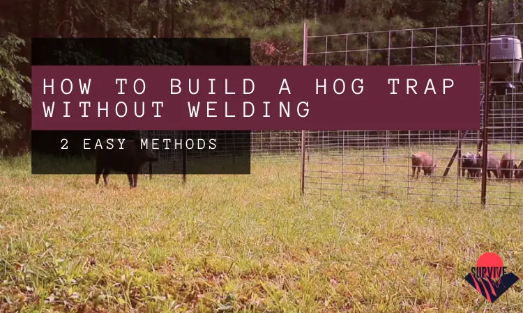 How To Build A Hog Trap Without Welding